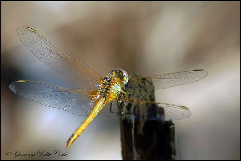 Trovate tra i prati - Sympetrum fonscolombii